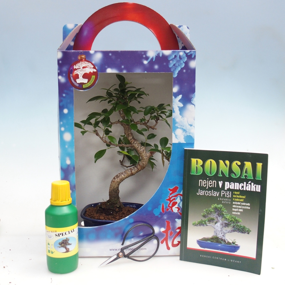 Pokojová bonsai v dárkové krabičce Ficus retusa - malolistý fíkus