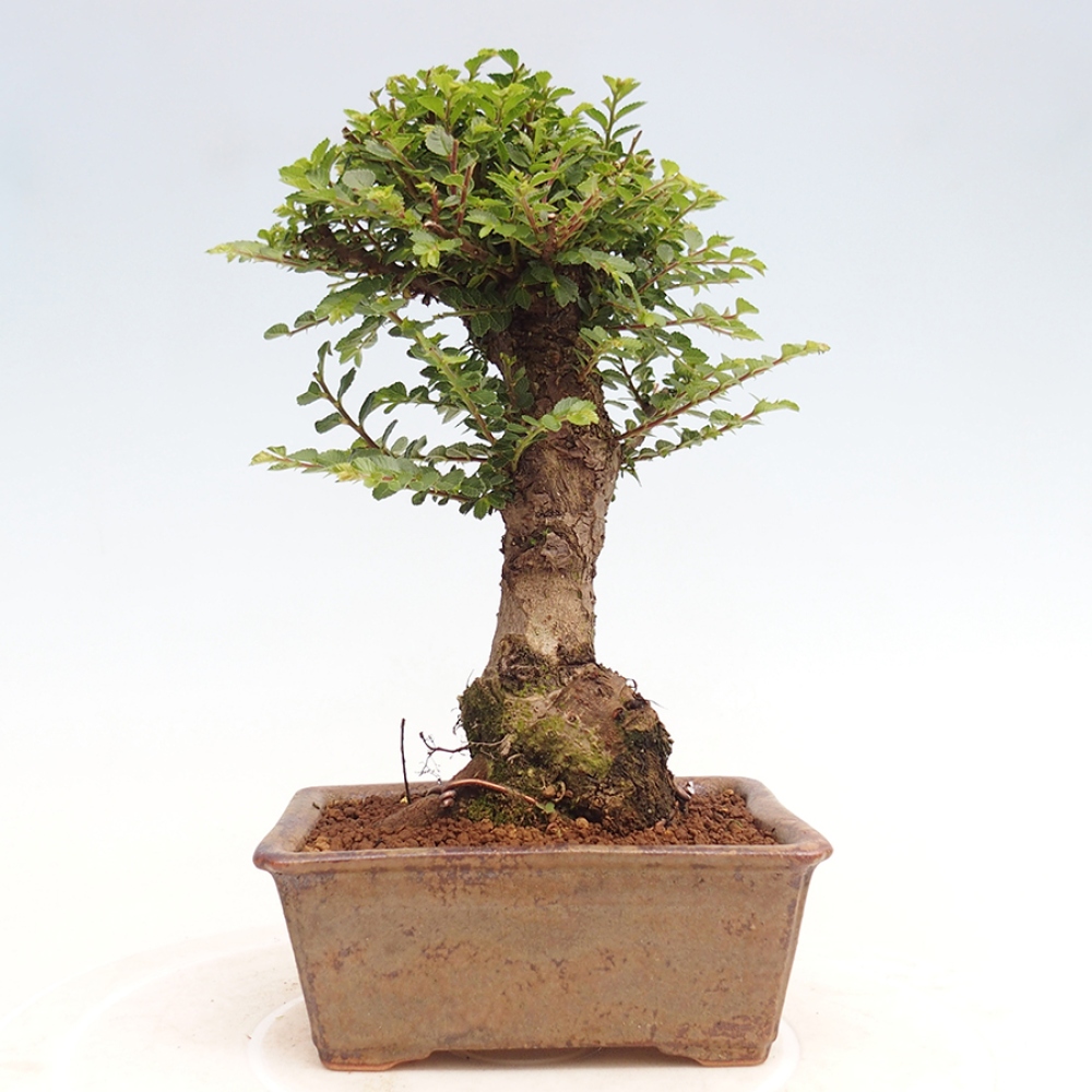 Venkovní bonsai - Ulmus parvifolia Hokkaido - jilm Činski