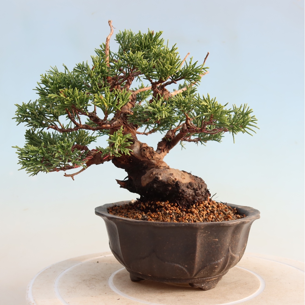 Venkovní bonsai - Juniperus chinensis Itoigawa -Jalovec čínský