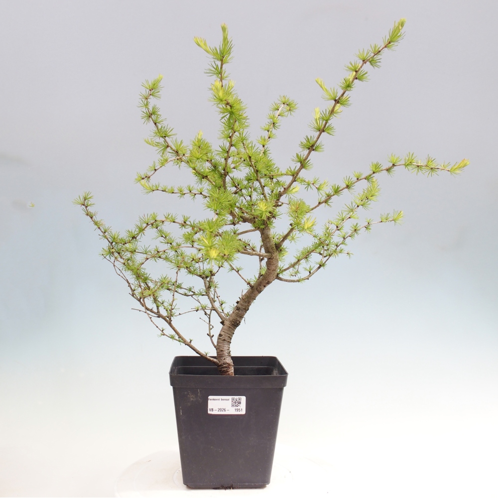 Venkovní bonsai -Larix decidua - Modřín opadavý 