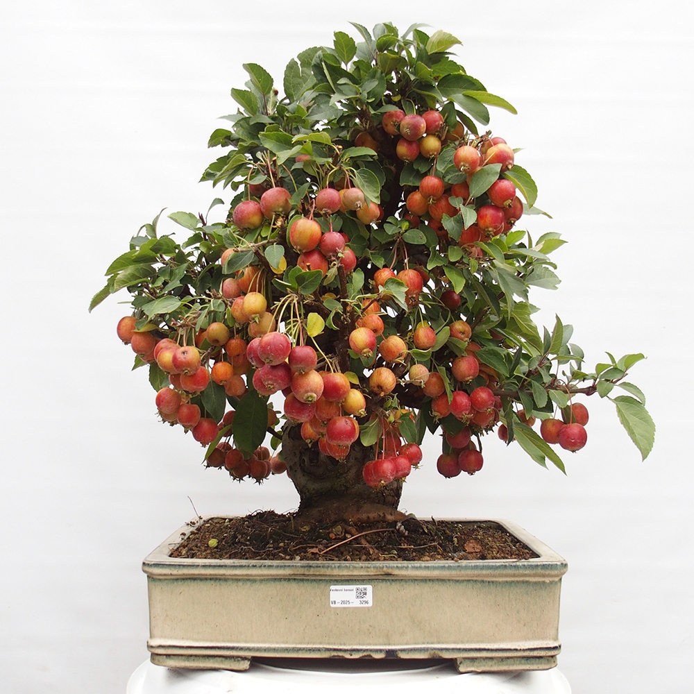 Venkovní bonsai -Malus halliana - Maloplodá jabloň