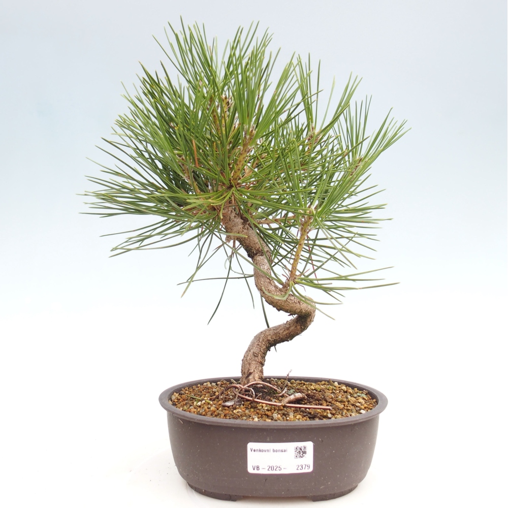 Venkovní bonsai - Pinus thunbergii - Borovice thunbergova