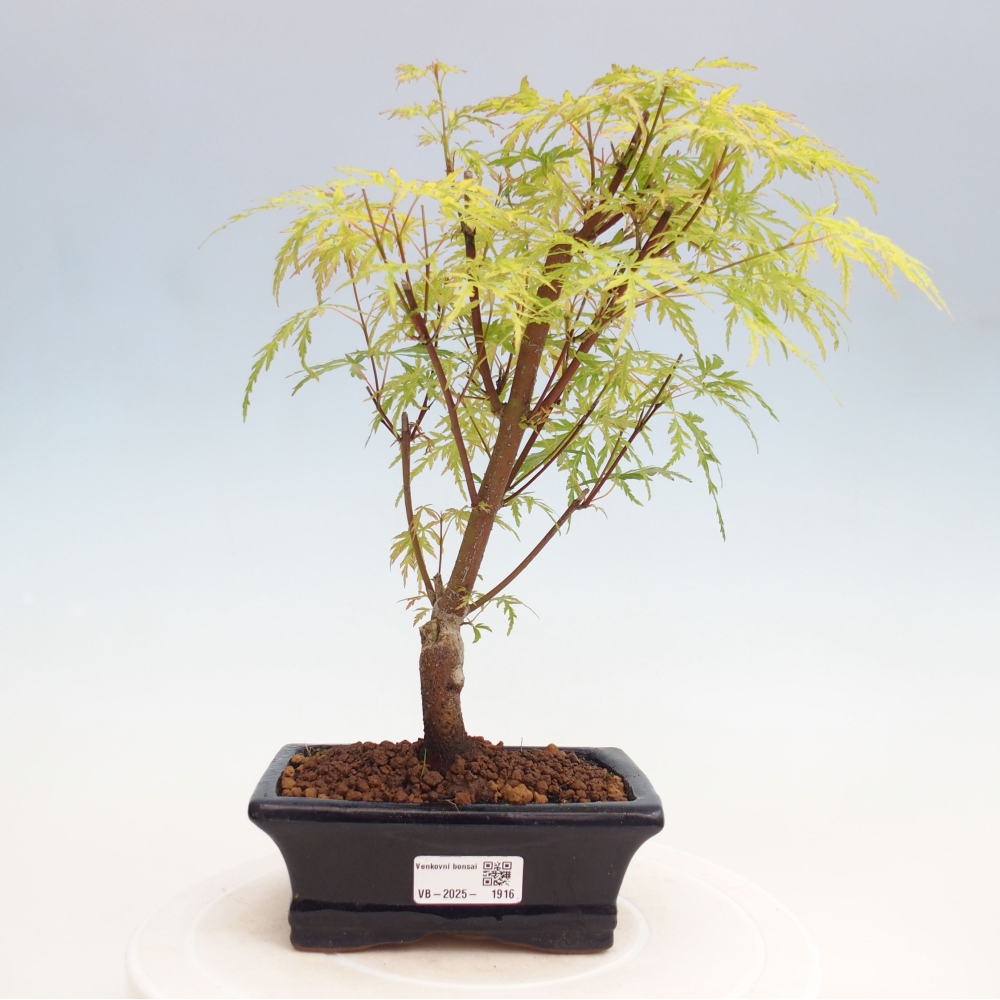 Venkovní bonsai - Acer palmatum Dissectum - Javor dlanitolistý 