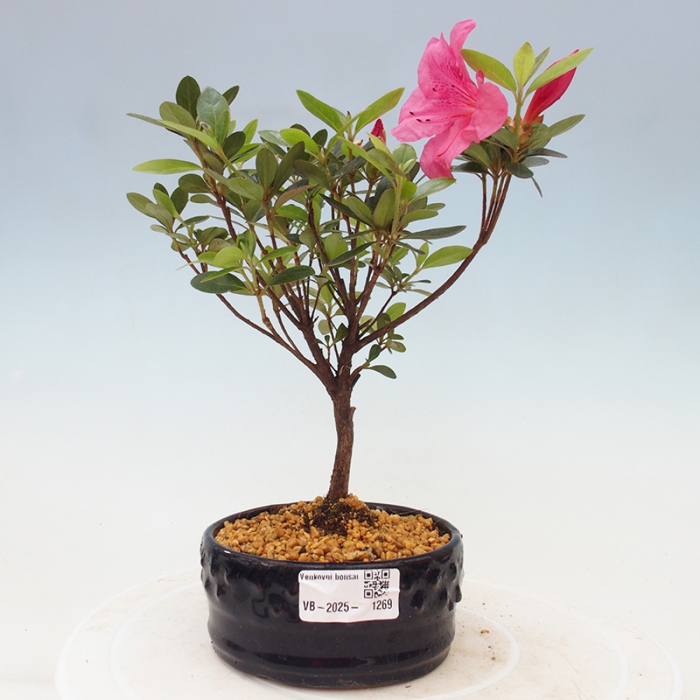 Venkovní bonsai - Japonská azalka - Azalea sp.