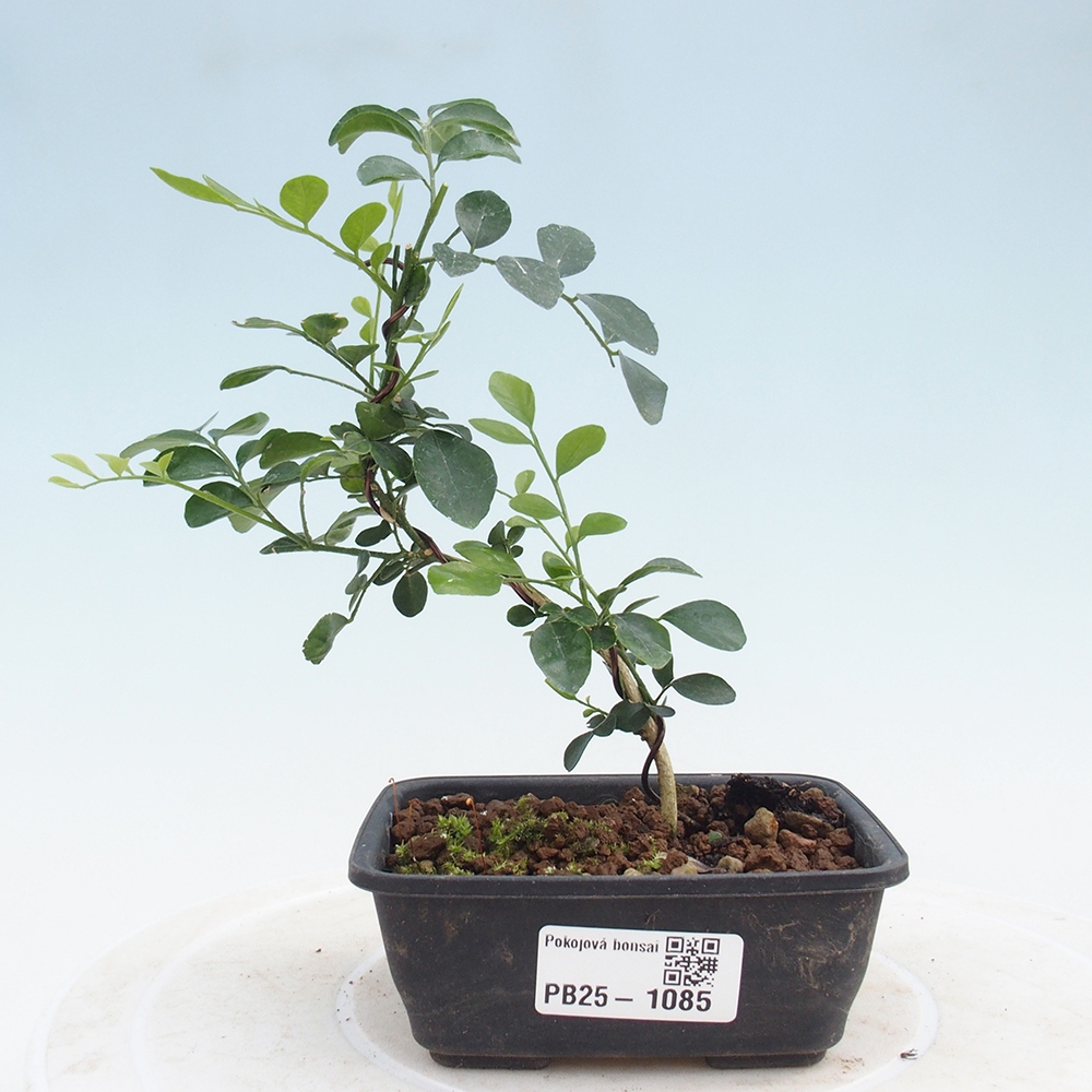 Pokojová bonsai - Muraya paniculata