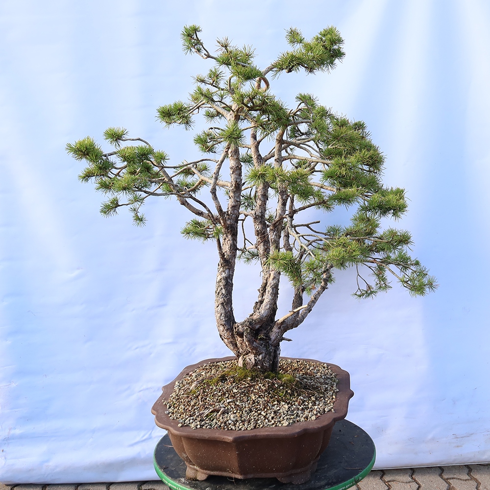 Pinus sylvestris Španělsko - borovice lesní