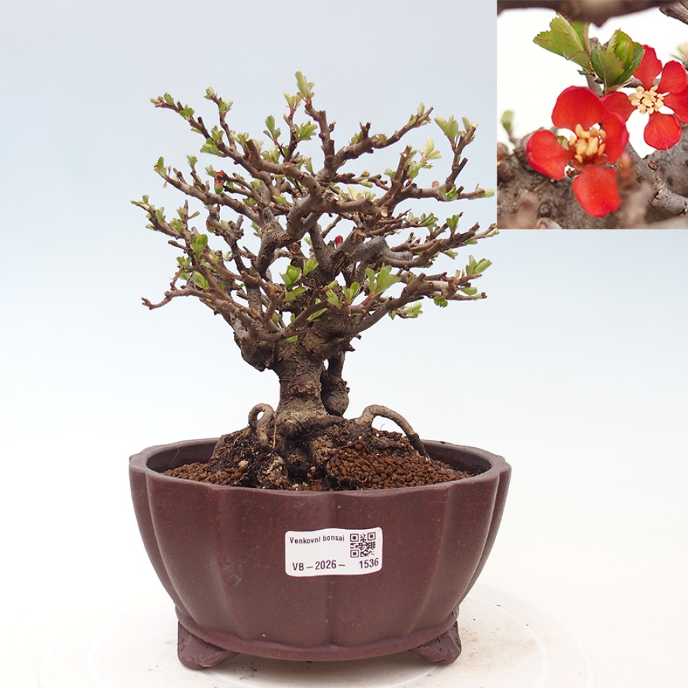 Venkovní  bonsai -  Chaneomeles speciosa - Kdoulovec ozdobný