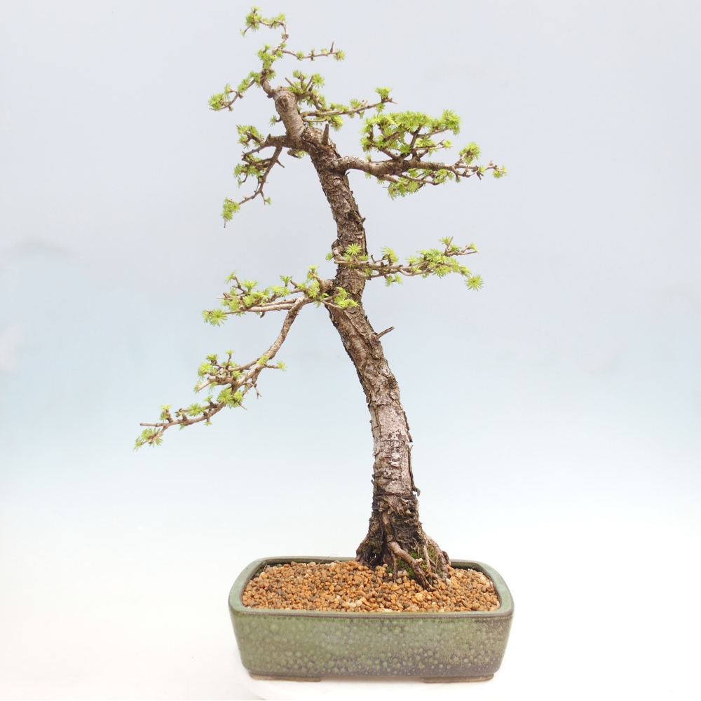 Venkovní bonsai -Larix decidua - Modřín opadavý - Pouze paletová přeprava