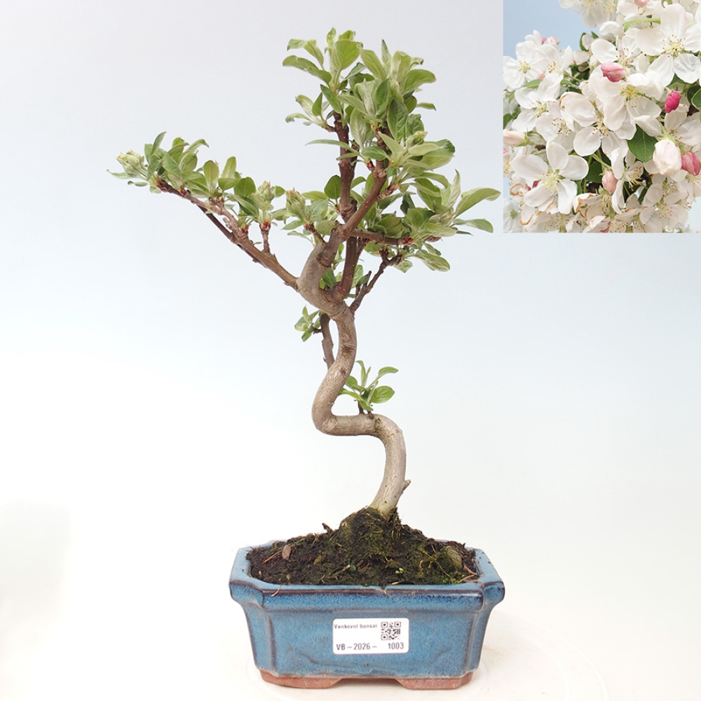 Venkovní bonsai -Malus halliana - Maloplodá jabloň