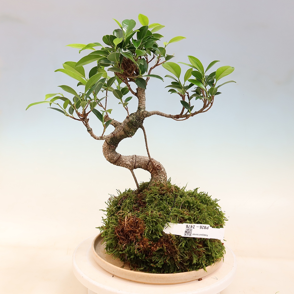 Kokedama s podmiskou - malolistý ficus - Ficus kimmen