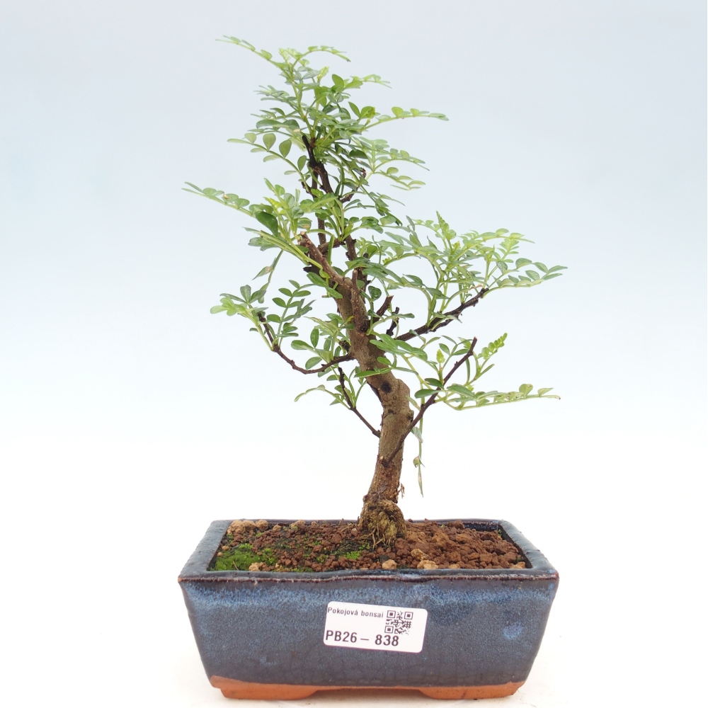 Pokojová bonsai - Zantoxylum piperitum - pepřovník
