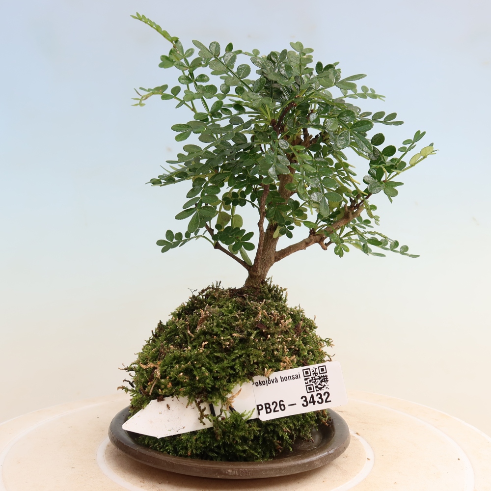 Kokedama s podmiskou - Zantoxylum piperitum - pepřovník