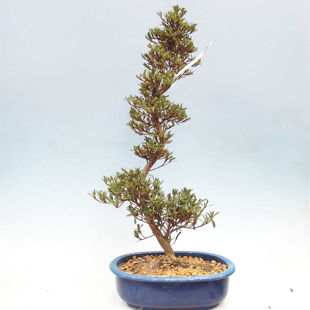 Venkovní bonsai - Japonská azalka - Azalea Hakurin