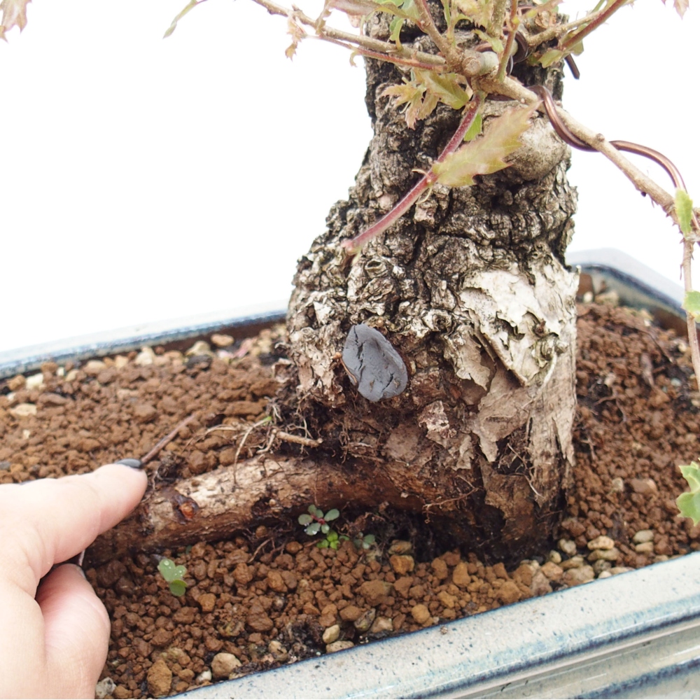 Yamadori - Quercus Ilex -Dub cesmínovitý