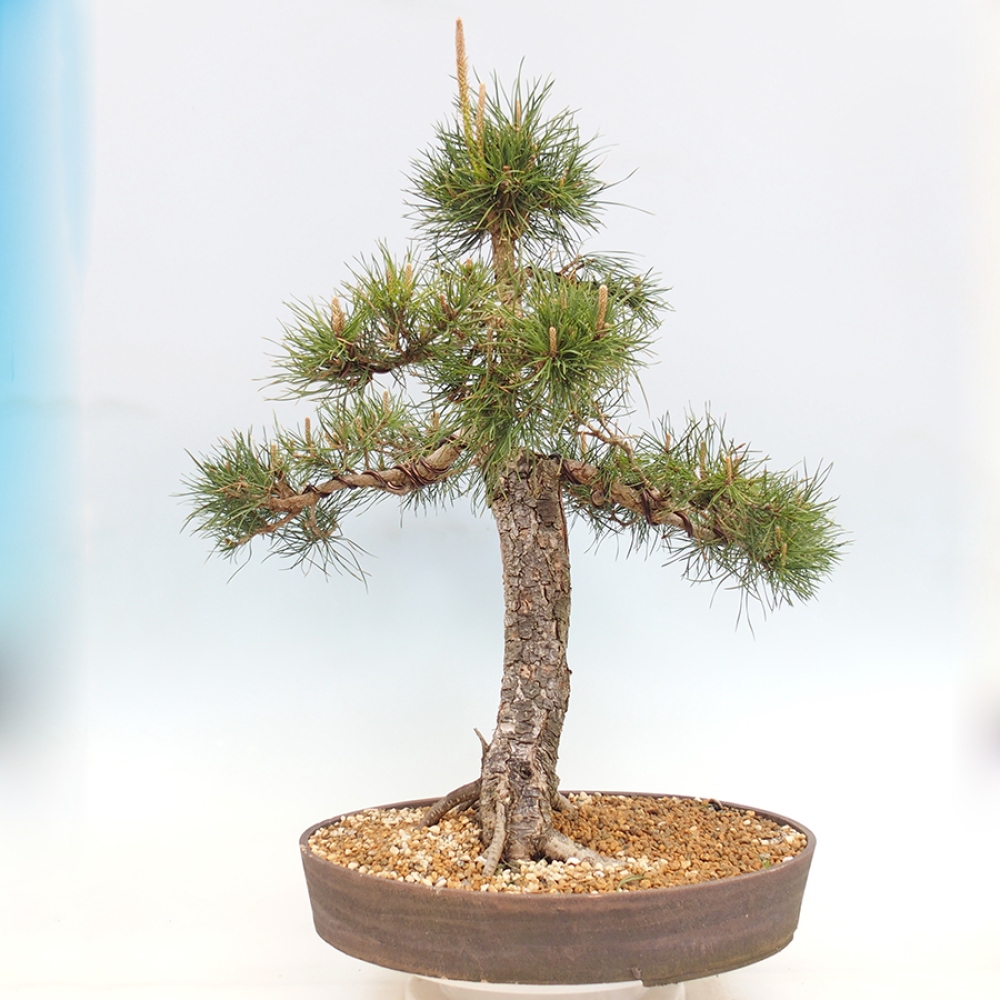 Venkovní bonsai - Pinus thunbergii - Borovice thunbergova
