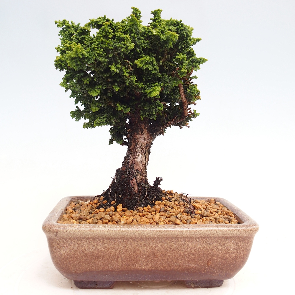 Venkovní bonsai - Cham. obtusa SEKKA HINOKI - Cypřišek