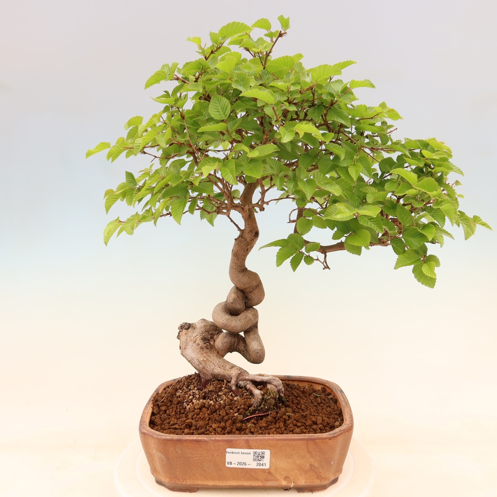 Venkovní bonsai -Carpinus coreana - Habr korejský