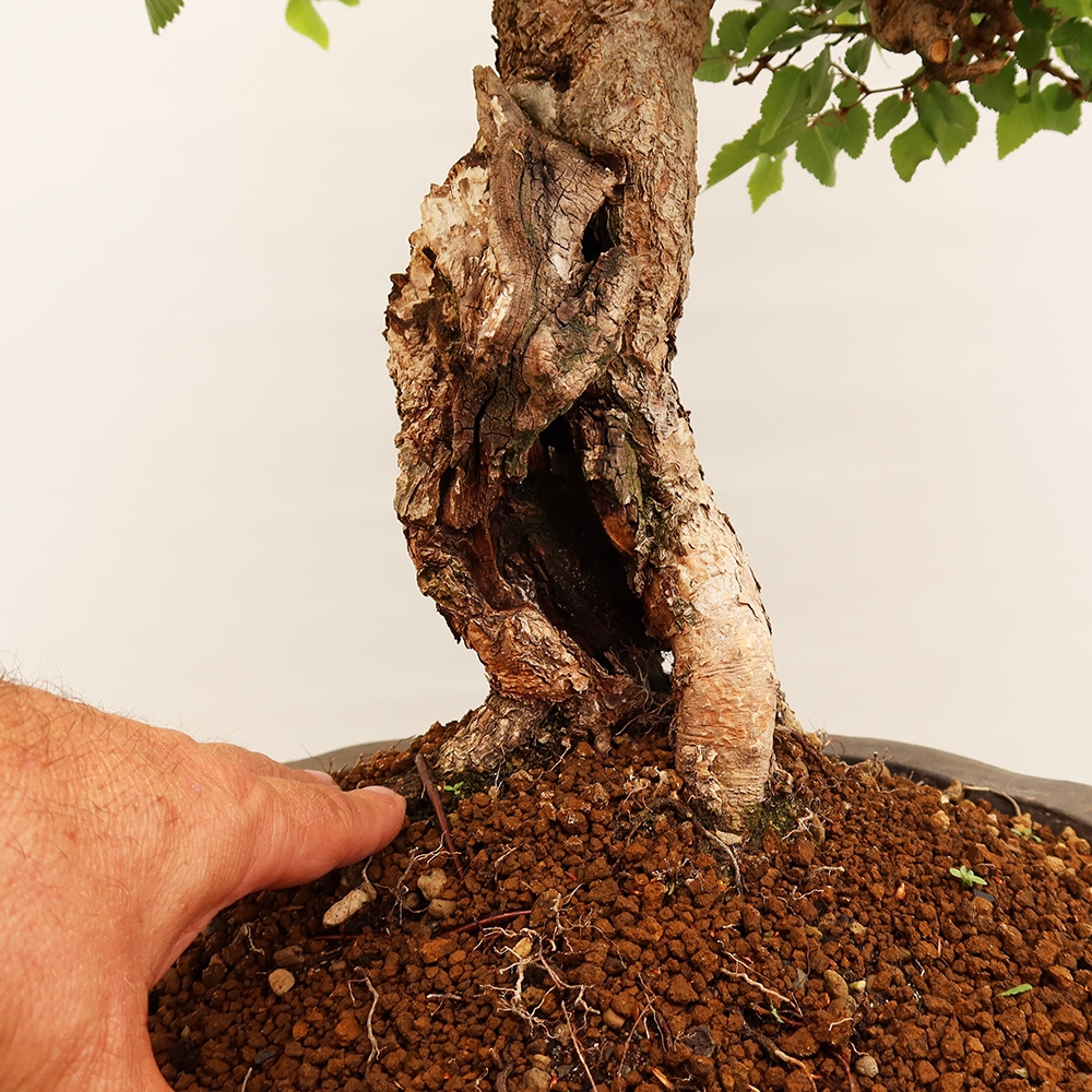 Venkovní bonsai -Carpinus Coreana - Habr korejský