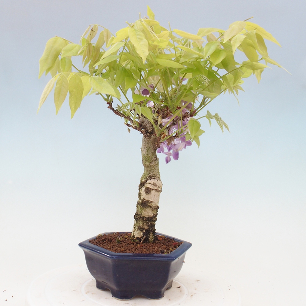 Venkovní bonsai - Vistarie květnatá - Wisteria floribunda