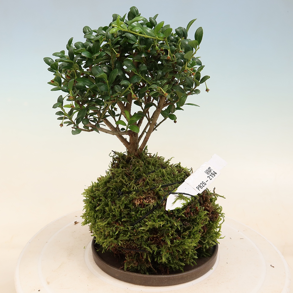 Kokedama s podmiskou - Ilex crenata - Cesmína