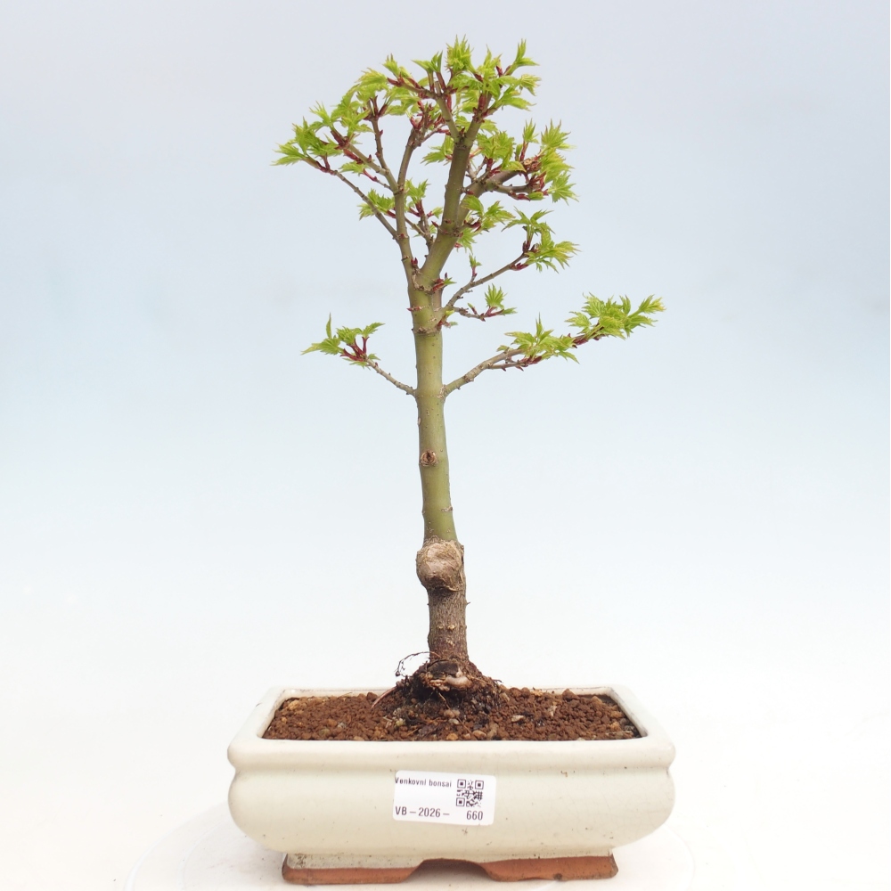 Venkovní bonsai -Javor dlanitolistý Acer palmatum Shishigashira