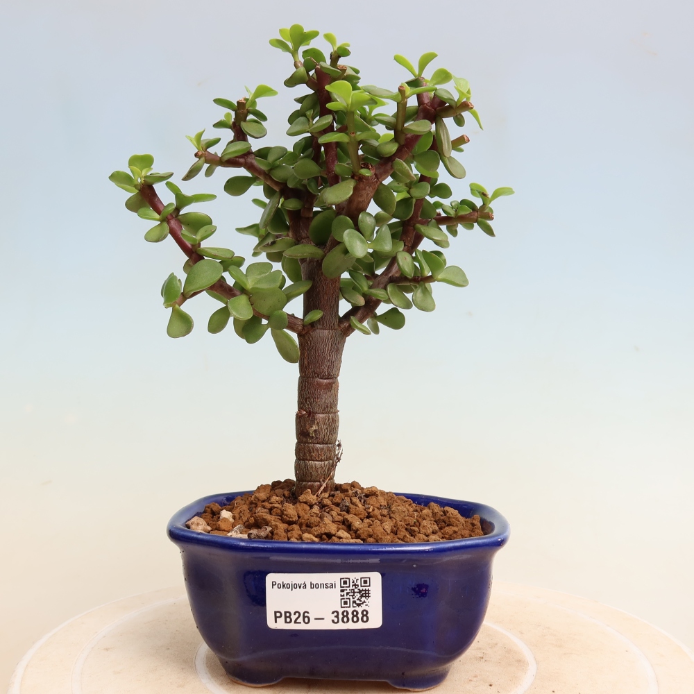 Pokojová bonsai - Portulakaria Afra - Tlustice