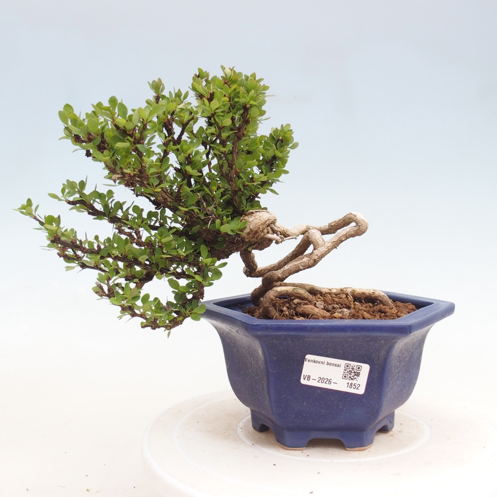 Venkovní bonsai - Berberis coreana - Dřištál korejský