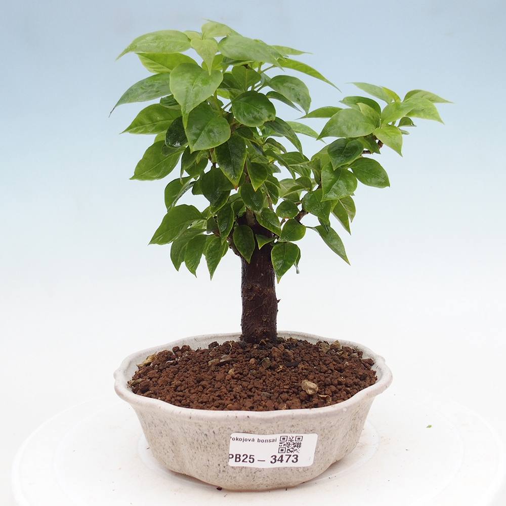 Pokojová bonsai - Bouganwilea