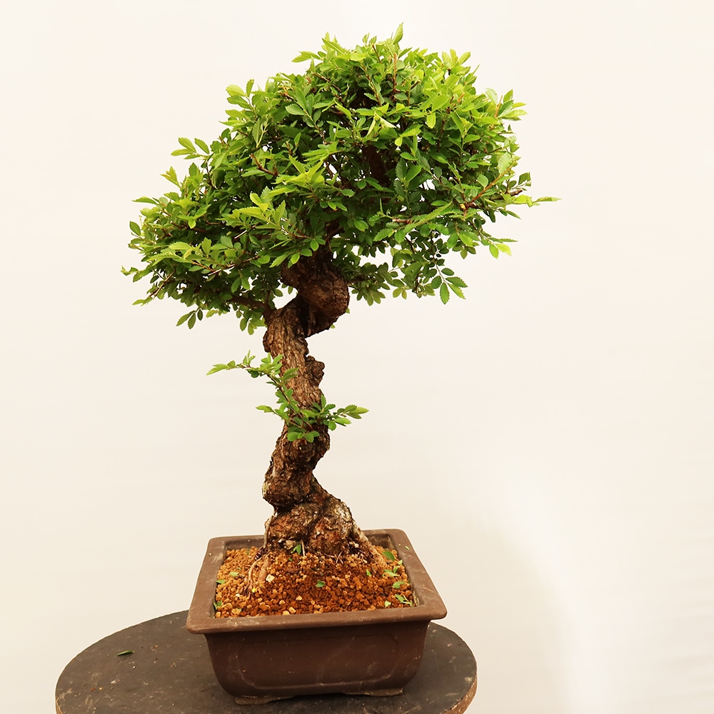 Venkovní bonsai - Zelkova - Zelkova NIRE