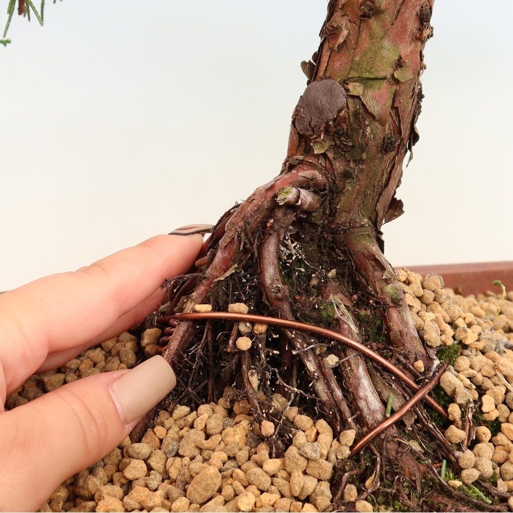 Venkovní bonsai - Juniperus chinensis Kishu -Jalovec čínský