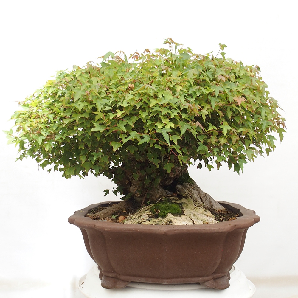 Venkovní bonsai - Acer Buergerianum - Javor Burgerův
