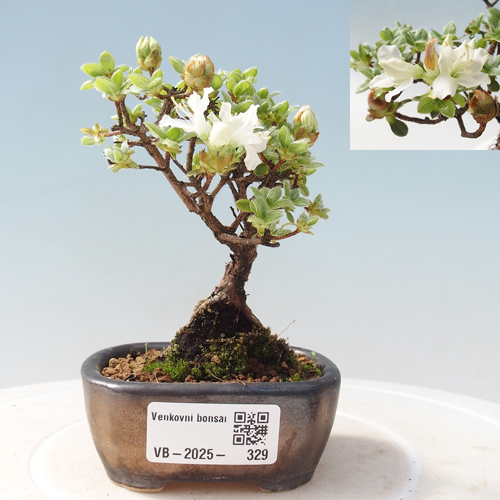 Venkovní bonsai - Rhododendron indicum - Japonská azalka