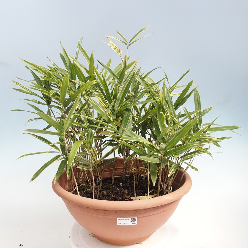Venkovní bonsai - Sasaella masamuneana Albostriata - Bambus panašovaný