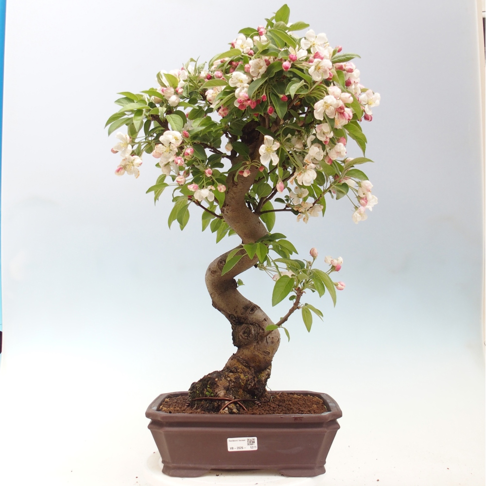 Venkovní bonsai -Malus halliana - Maloplodá jabloň