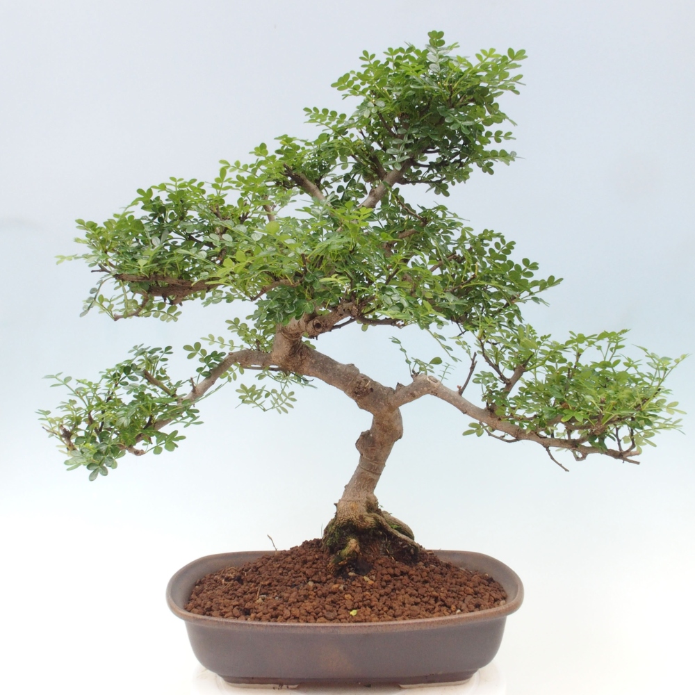 Pokojová bonsai - Zantoxylum piperitum - pepřovník