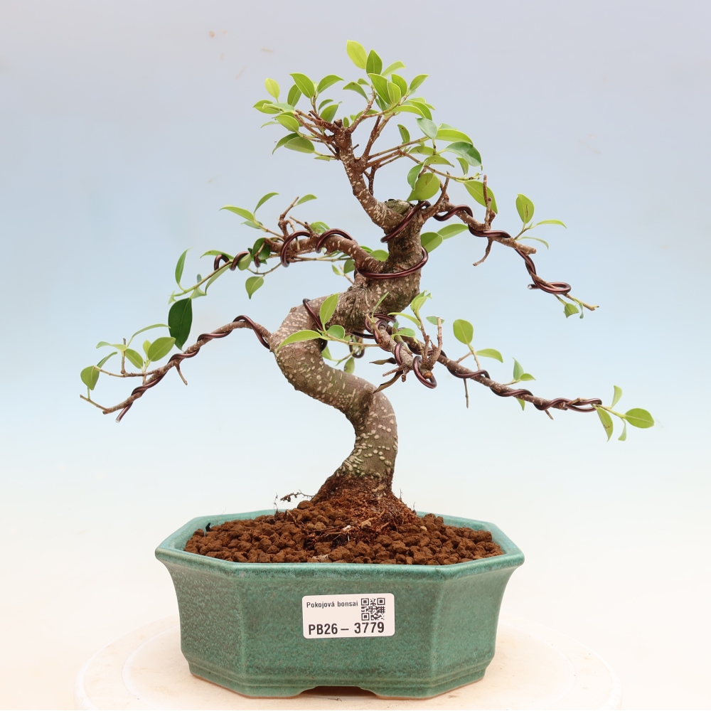 Pokojová bonsai - Ficus kimmen -  malolistý fíkus