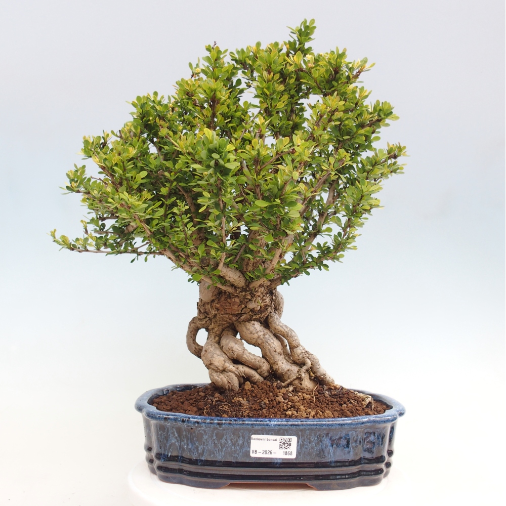 Venkovní bonsai - Berberis coreana - Dřištál korejský