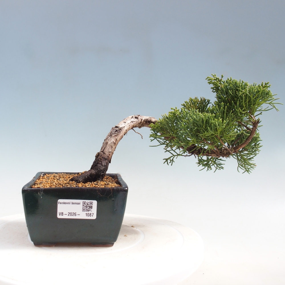 Venkovní bonsai - Juniperus chinensis Kishu -Jalovec čínský