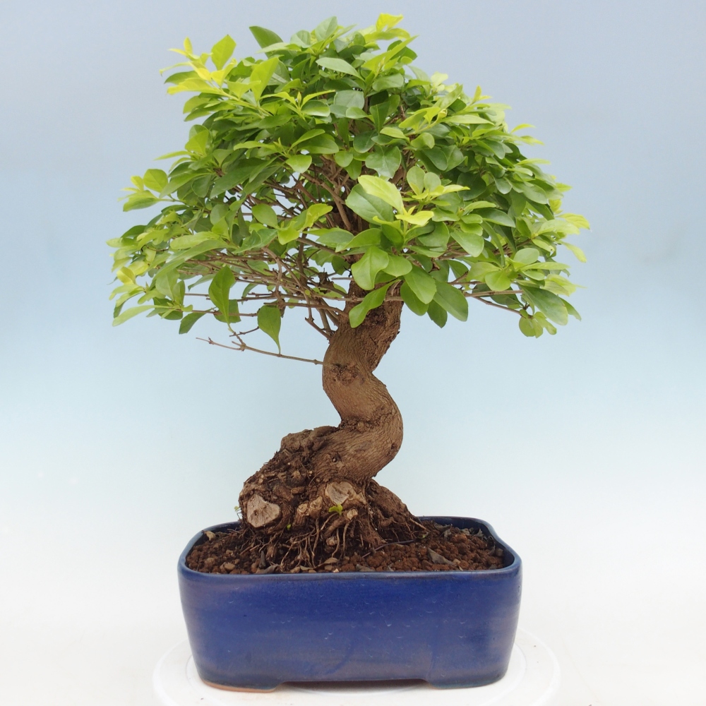 Pokojová bonsai - Duranta erecta Aurea