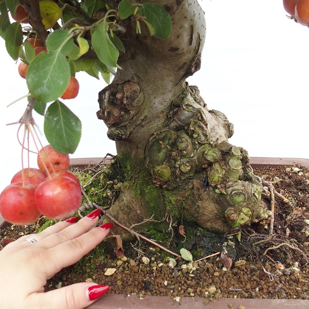 Venkovní bonsai -Malus halliana - Maloplodá jabloň