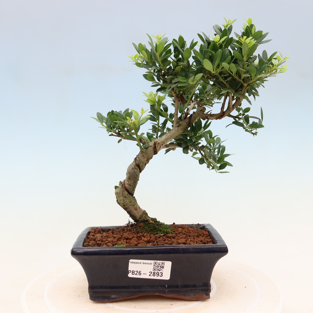 Pokojová bonsai - Ilex crenata - Cesmína