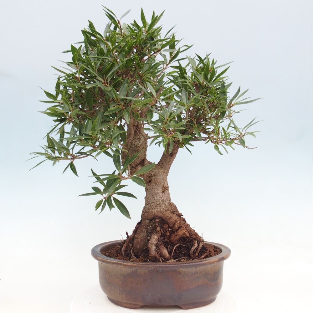 Pokojová bonsai - Ficus nerifolia -  malolistý fíkus
