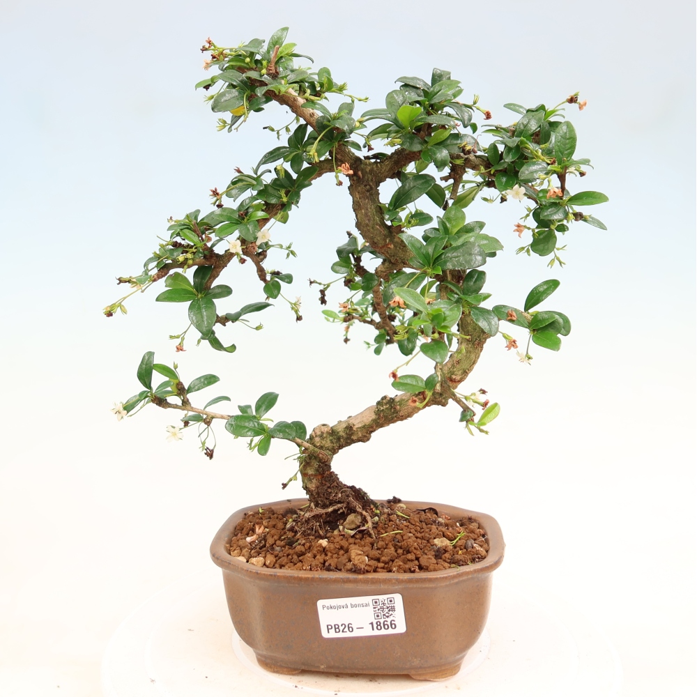 Pokojová bonsai - Carmona macrophylla - Čaj fuki