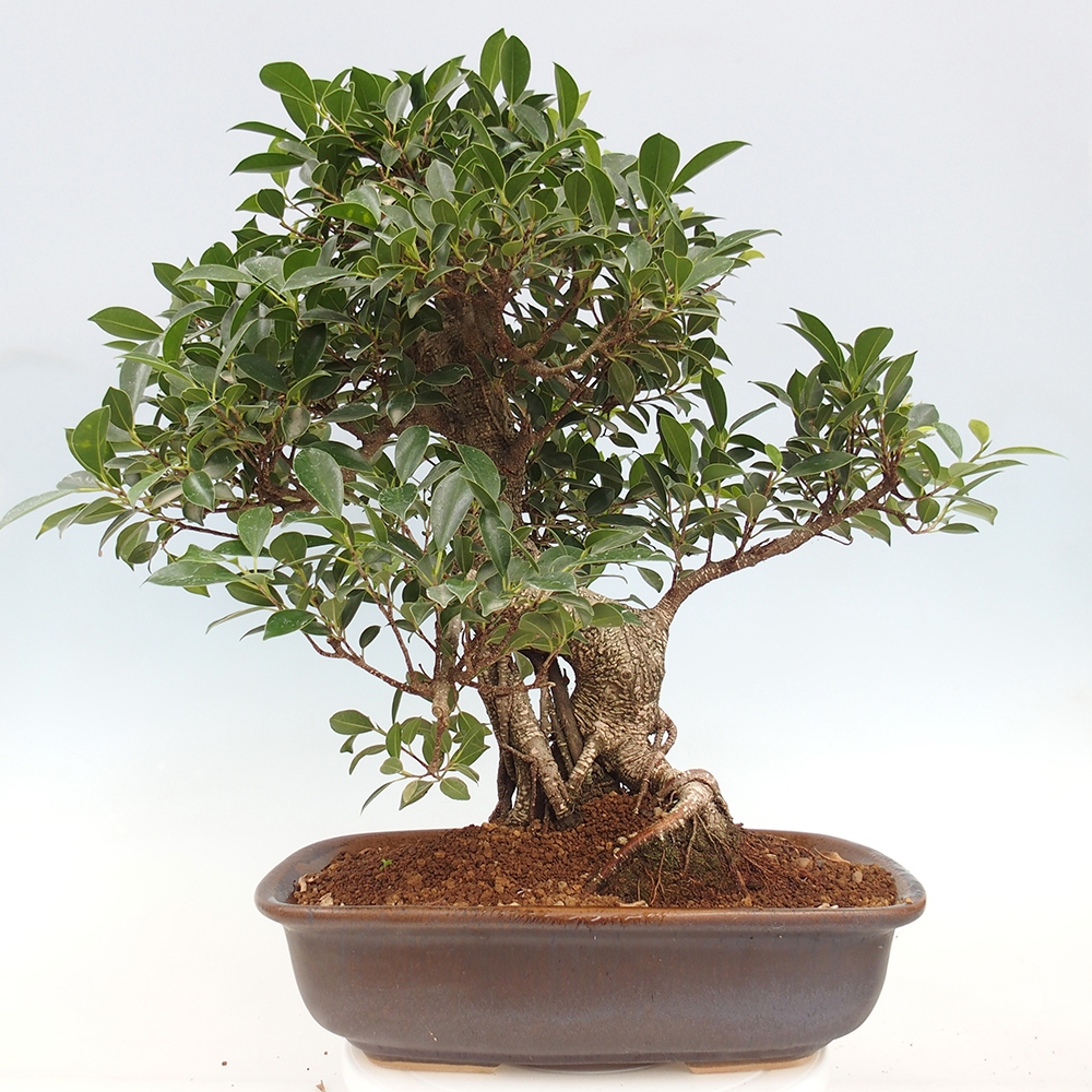 Pokojová bonsai - Ficus kimmen -  malolistý fíkus - POUZE OSOBNÍ ODBĚR nebo paletová přeprava
