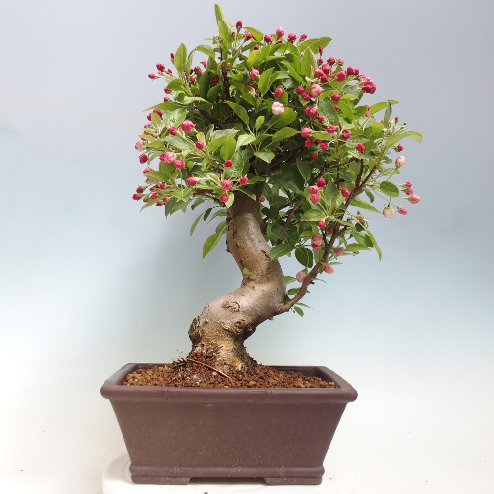 Venkovní bonsai -Malus halliana - Maloplodá jabloň