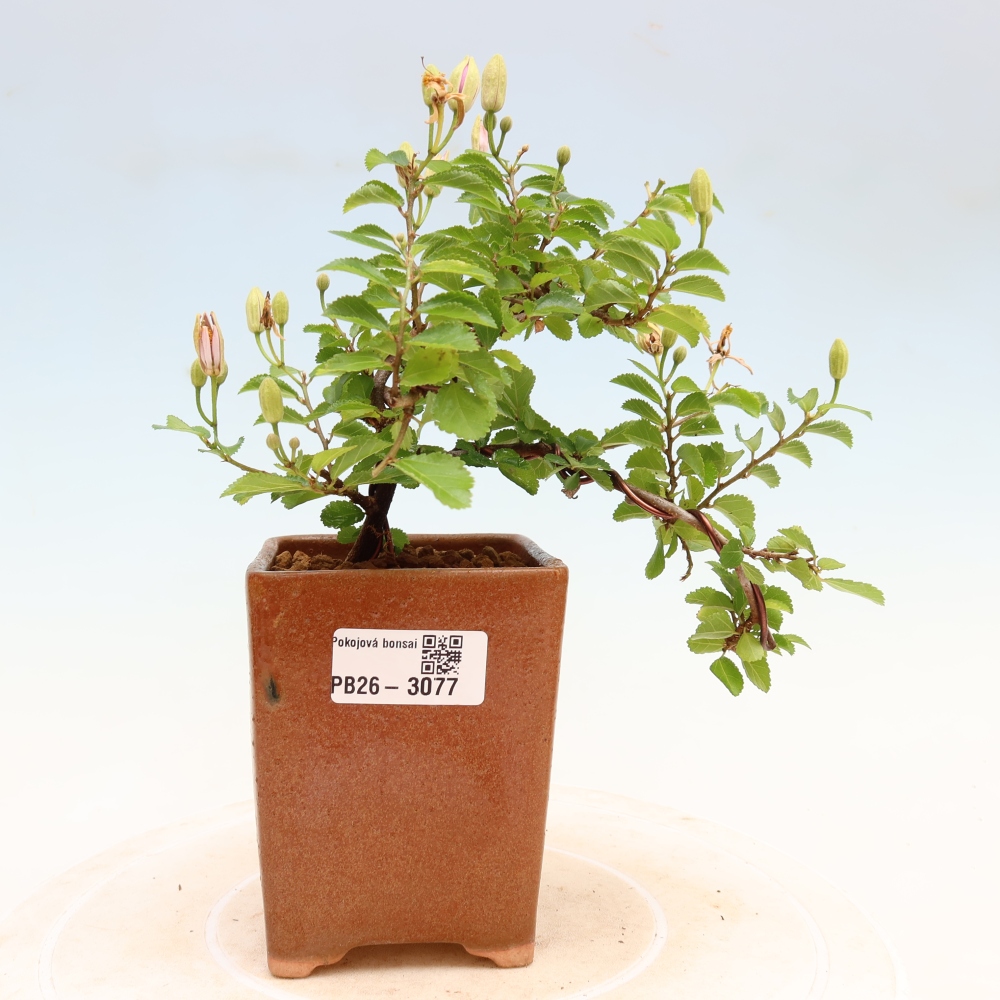 Pokojová bonsai-Grewia occidentalis- Hvězdice lavandulová