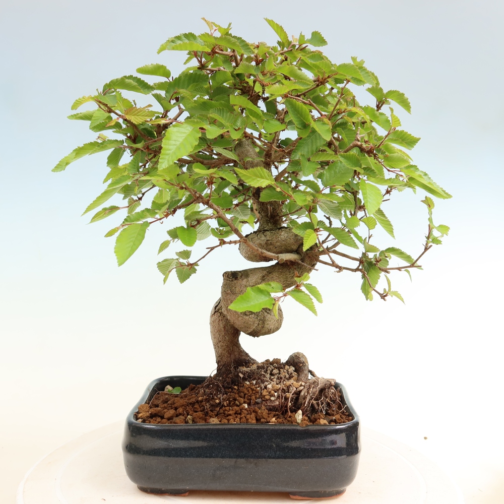 Venkovní bonsai -Carpinus coreana - Habr korejský