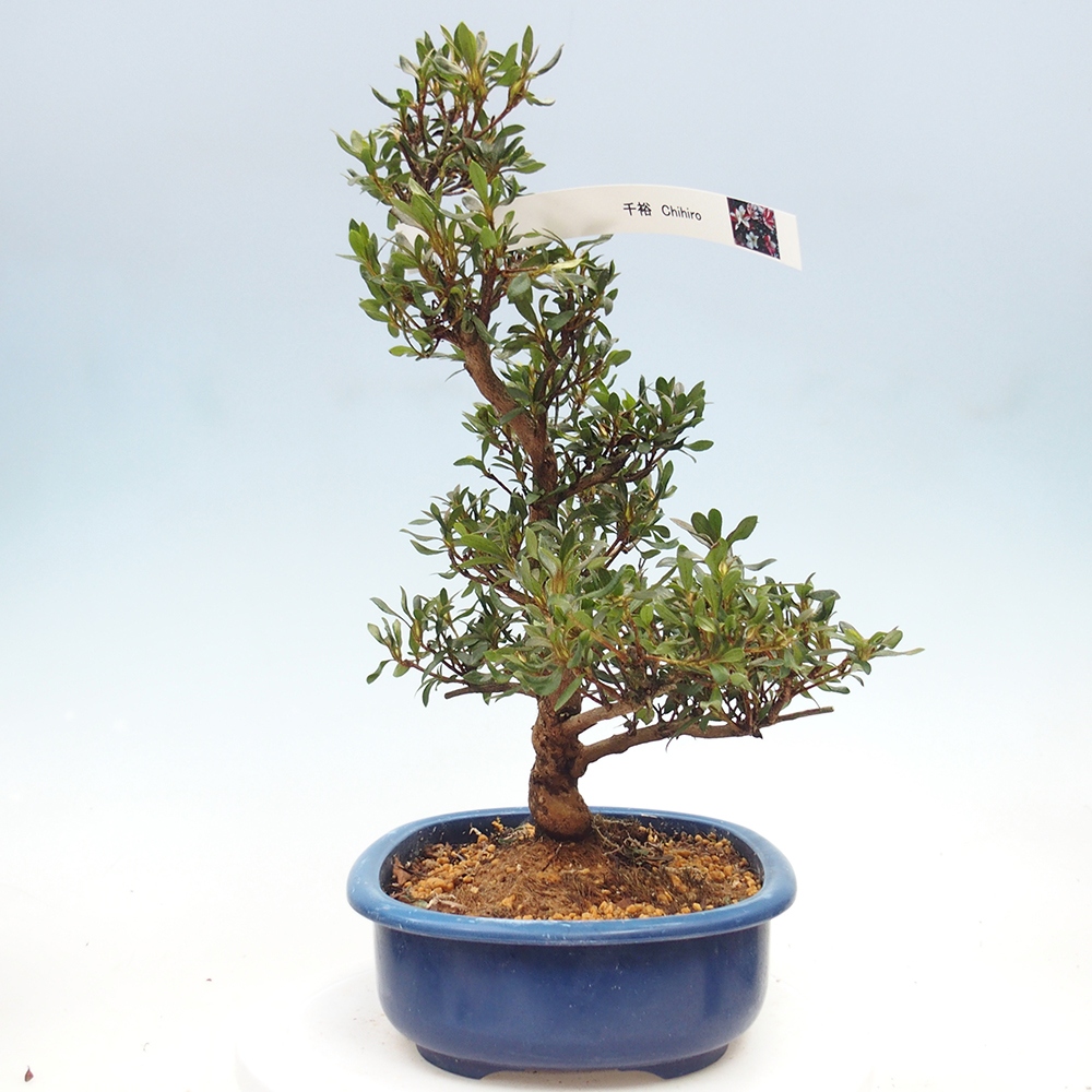Venkovní bonsai - Japonská azalka - Azalea CHIHIRO