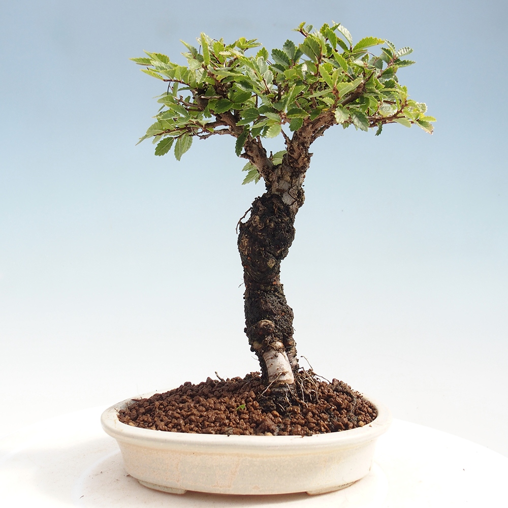 Venkovní bonsai - Zelkova - Zelkova NIRE