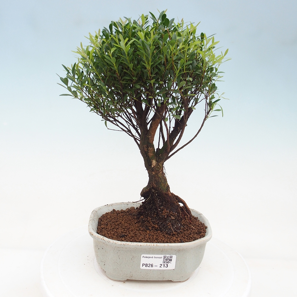 Pokojová bonsai - Syzygium - Pimentovník
